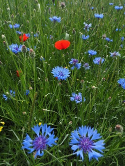 Semer des graines de bleuet des champs dans sa prairie ou son jardin